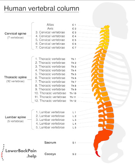 Vertebral Names of the Spine